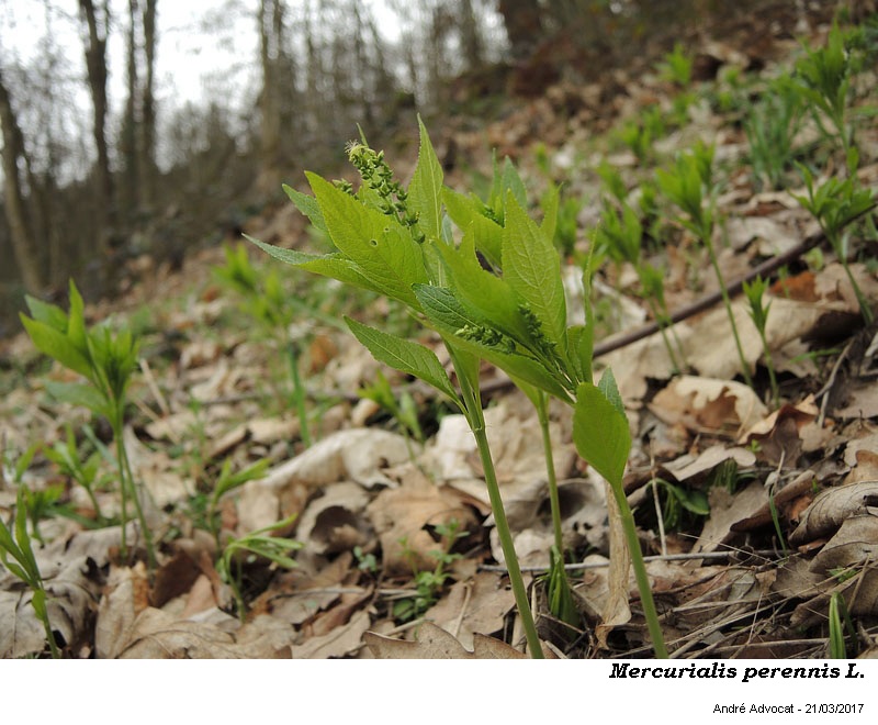 Mercurialis perennis L. #49243