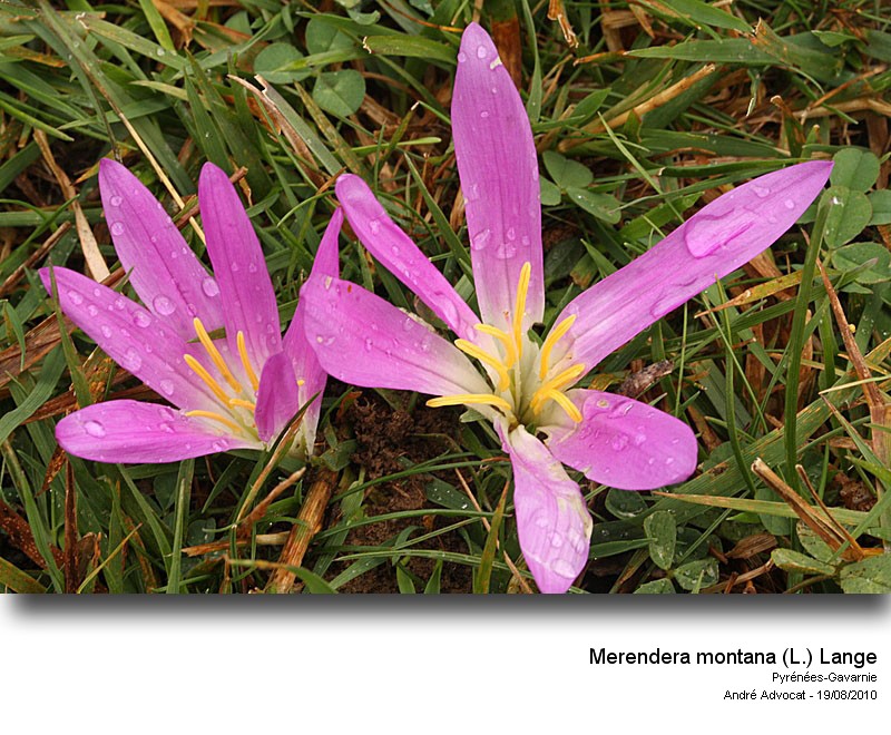 Merendera montana (L.) Lange (Colchique des Pyrénées) #17875