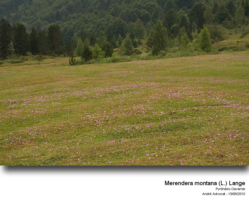 Merendera montana (L.) Lange (Colchique des Pyrénées) #17874