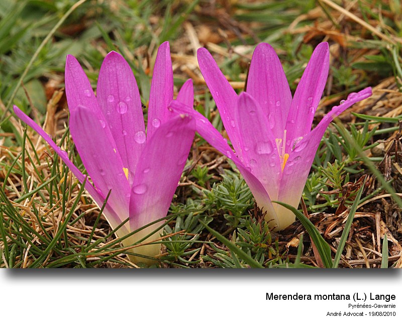 Merendera montana (L.) Lange (Colchique des Pyrénées) #17876