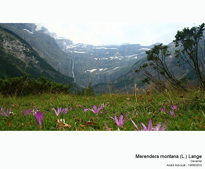 Merendera montana (L.) Lange (Colchique des Pyrénées) #17878