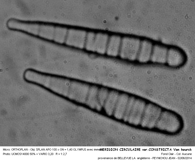 MERIDION CIRCULAIRE var.CONSTRICTA var.Van heurck #37726