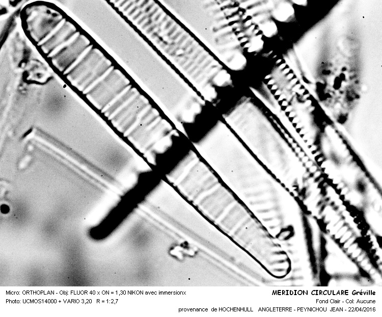 MERIDION CIRCULARE Gréville #44719