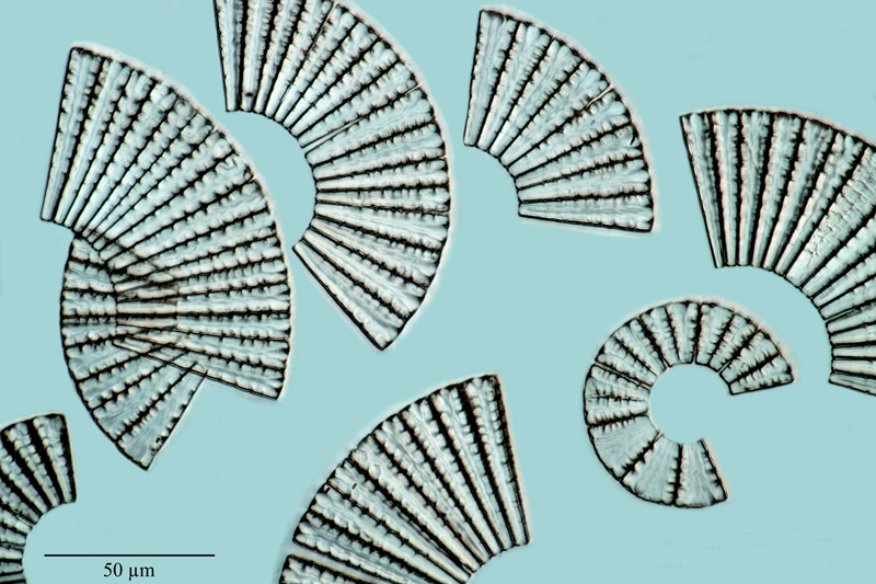Meridion circulare #54722