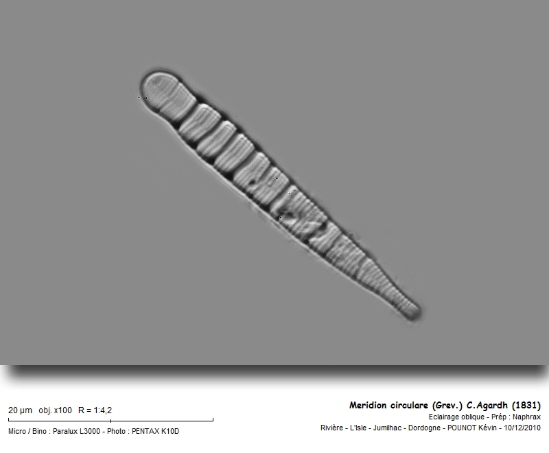 Meridion circulare (Grev.) C.Agardh (1831) #19524