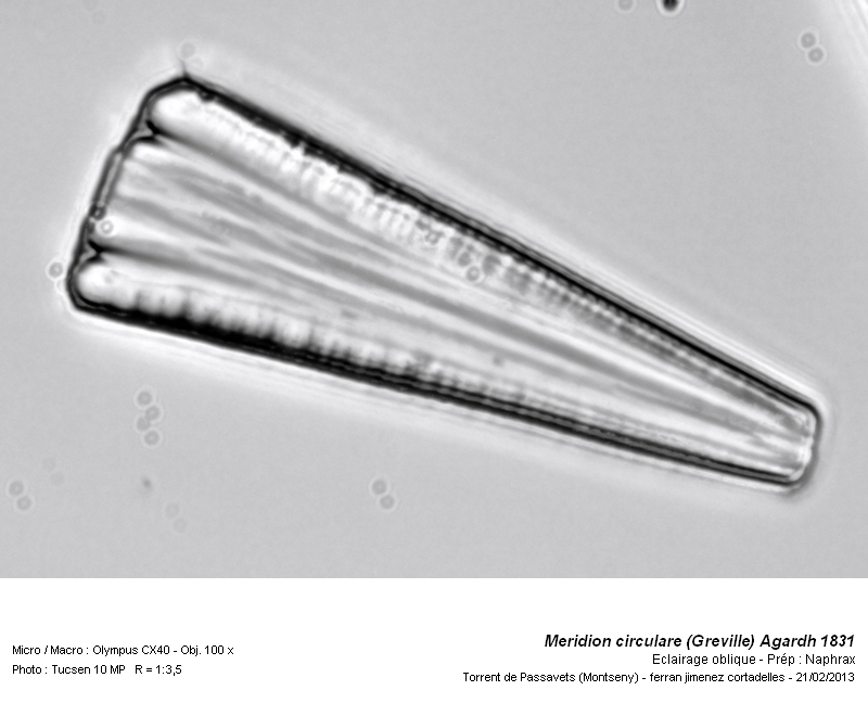 Meridion circulare (Grev.) Agardh 1831 #30022
