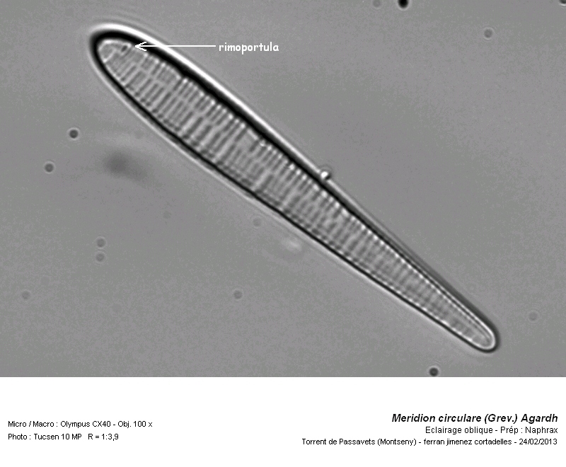 Meridion circulare (Grev.) Agardh 1831 #30021