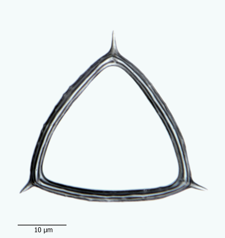 Mesocena apiculata #44261