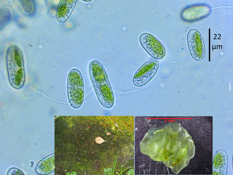 Mesotaenium chlamydosporum De Bary, 1858 #65119