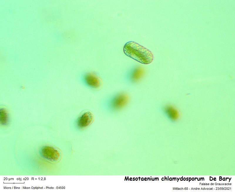 Mesotaenium chlamydosporum De Bary #68064