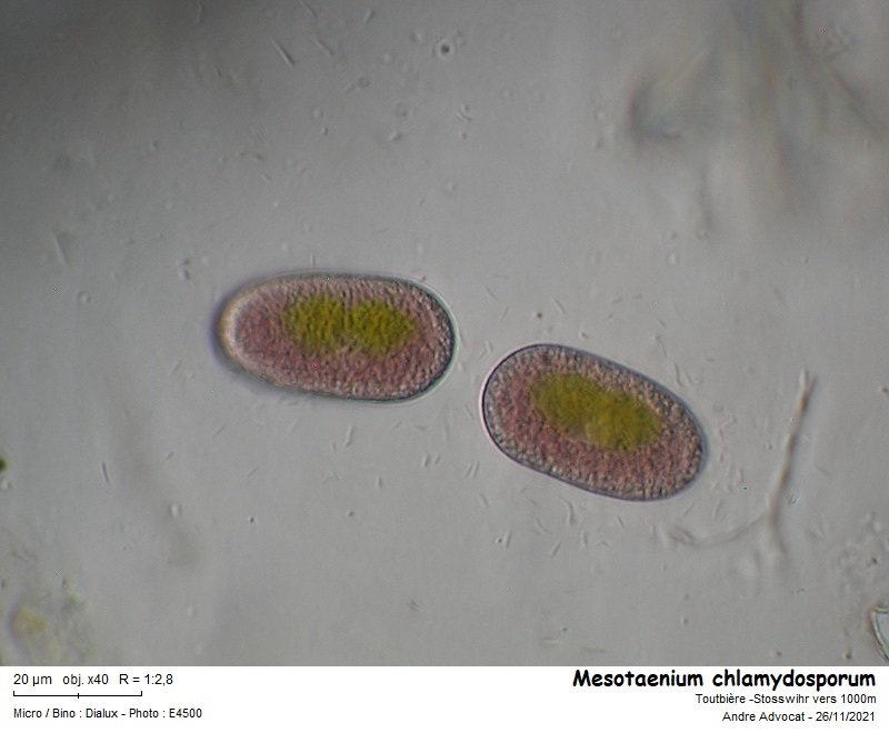 Mesotaenium chlamydosporum De Bary #68748
