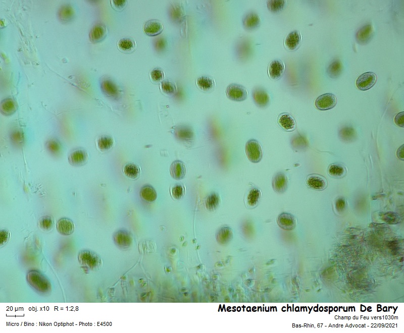 Mesotaenium chlamydosporum De Bary #68045