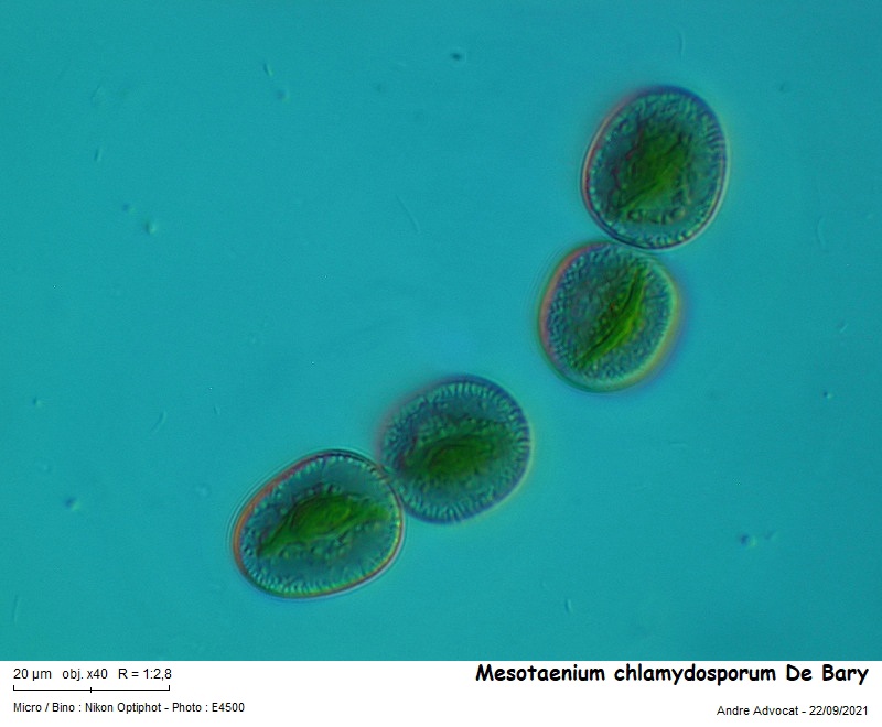 Mesotaenium chlamydosporum De Bary #68051