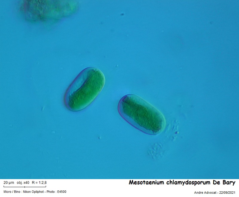 Mesotaenium chlamydosporum De Bary #68048
