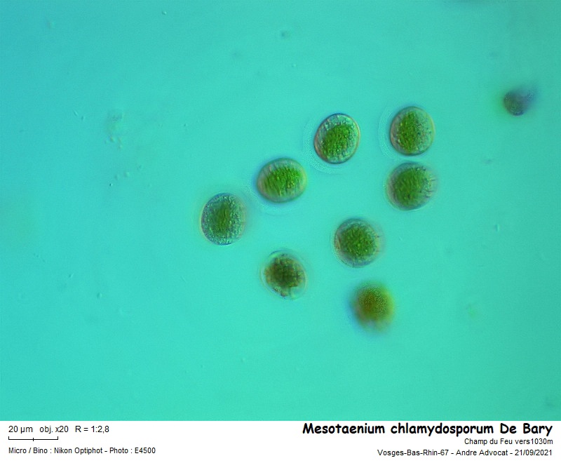 Mesotaenium chlamydosporum De Bary #68047
