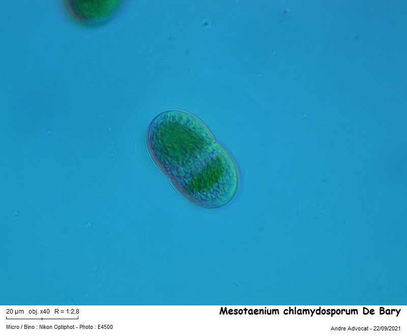 Mesotaenium chlamydosporum De Bary #68049