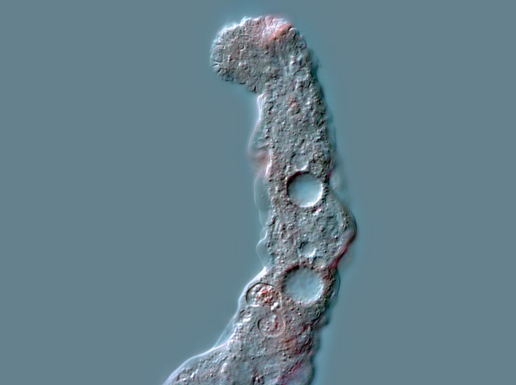 Metachaos gratum #1206