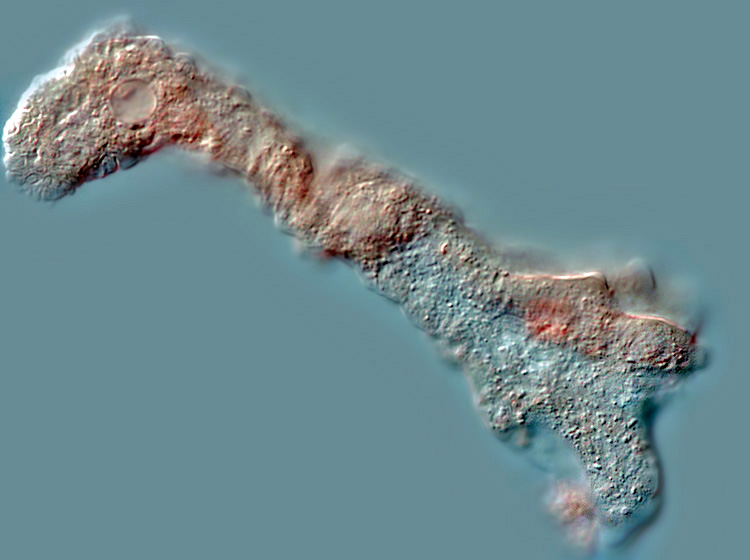 Metachaos gratum #1202