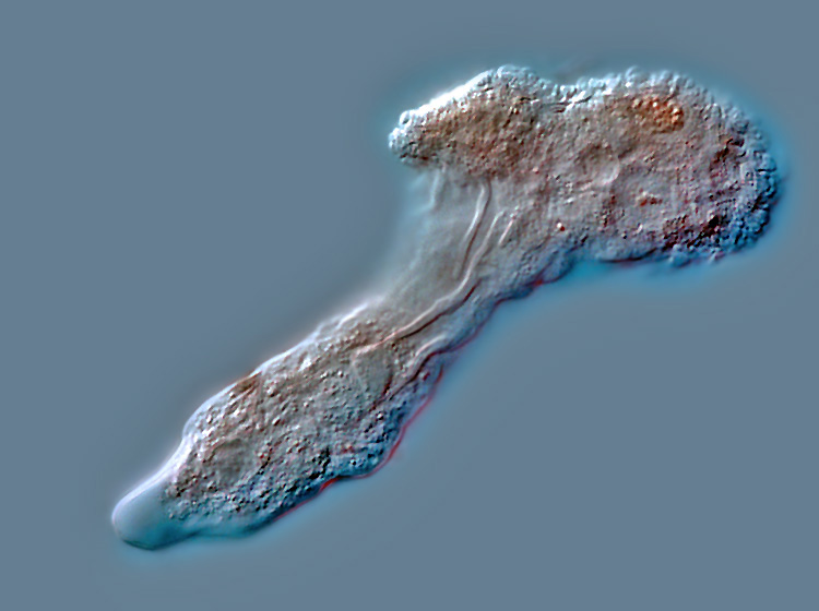 Metachaos gratum #1203