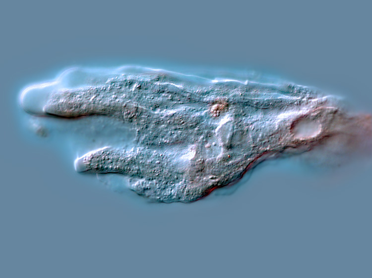 Metachaos gratum #1205