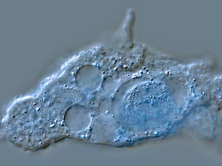 Metachaos gratum #1208