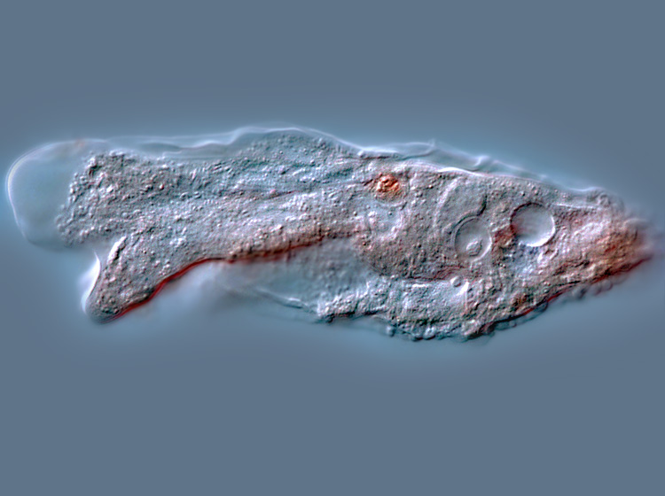Metachaos gratum #1207