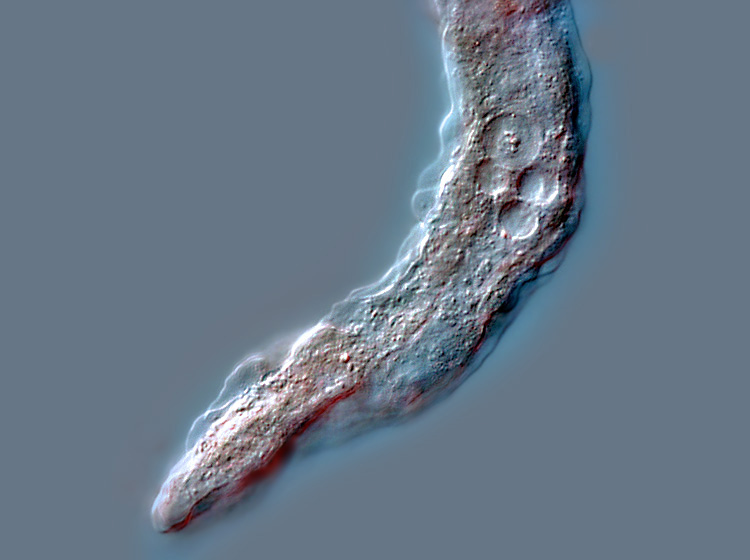 Metachaos gratum #1204