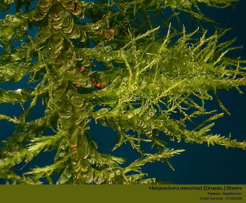 Metaneckera menziesii (Drumm.) Steere #5988