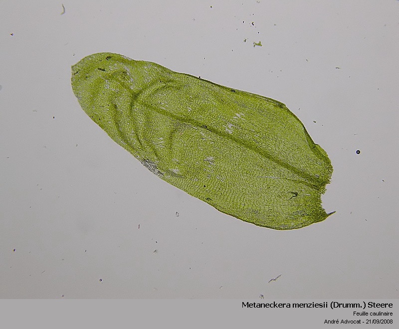 Metaneckera menziesii (Drumm.) Steere #35127