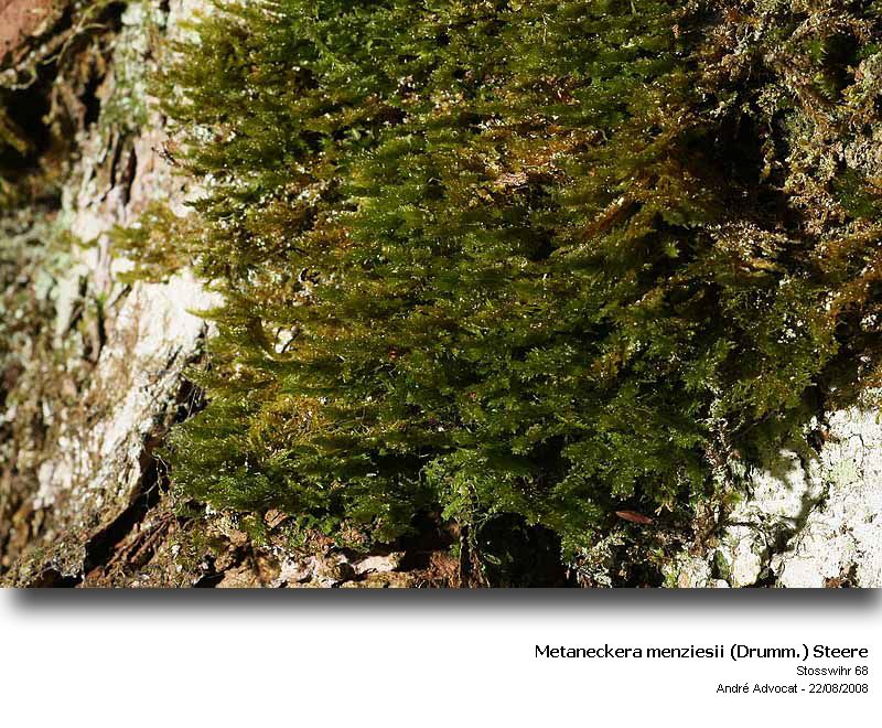 Metaneckera menziesii (Drumm.) Steere #5982