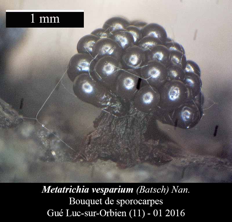 Metatrichia vesparium #43453