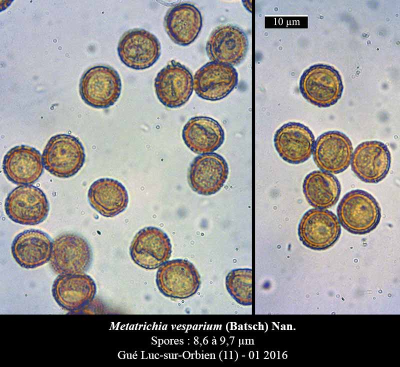 Metatrichia vesparium #43459