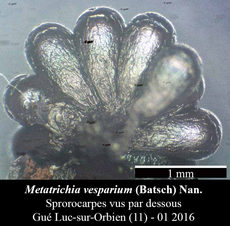 Metatrichia vesparium #43455