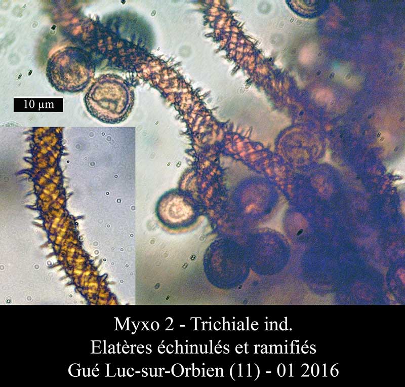 Metatrichia vesparium #43457