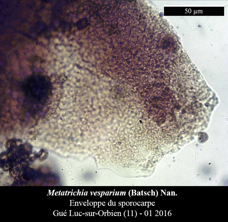 Metatrichia vesparium #43456