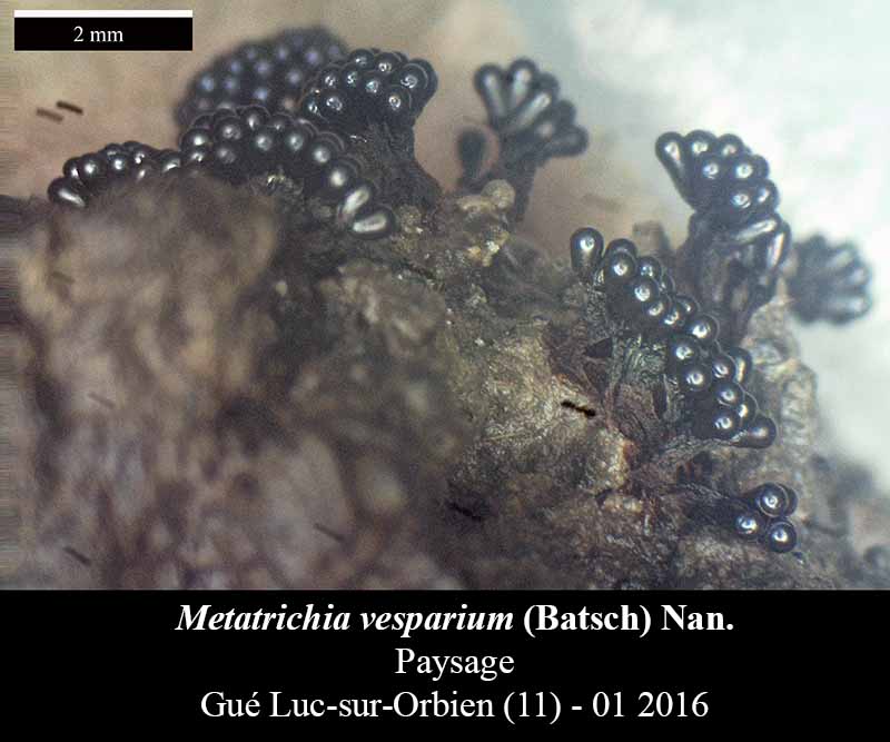 Metatrichia vesparium #43452