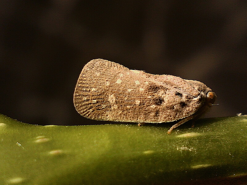 Metcalfa pruinosa #28332