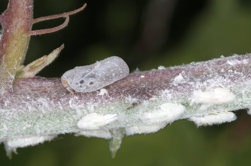 Metcalfa pruinosa Say ; la cicadelle pruineuse #38324