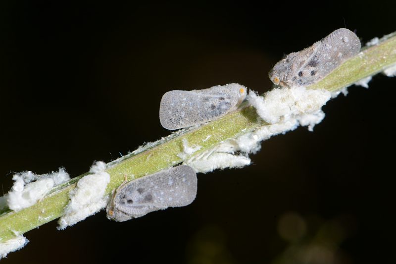 Metcalfa pruinosa Say ; la cicadelle pruineuse #38326