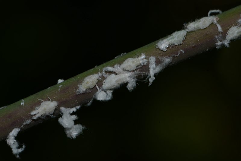 Metcalfa pruinosa Say ; la cicadelle pruineuse #38323