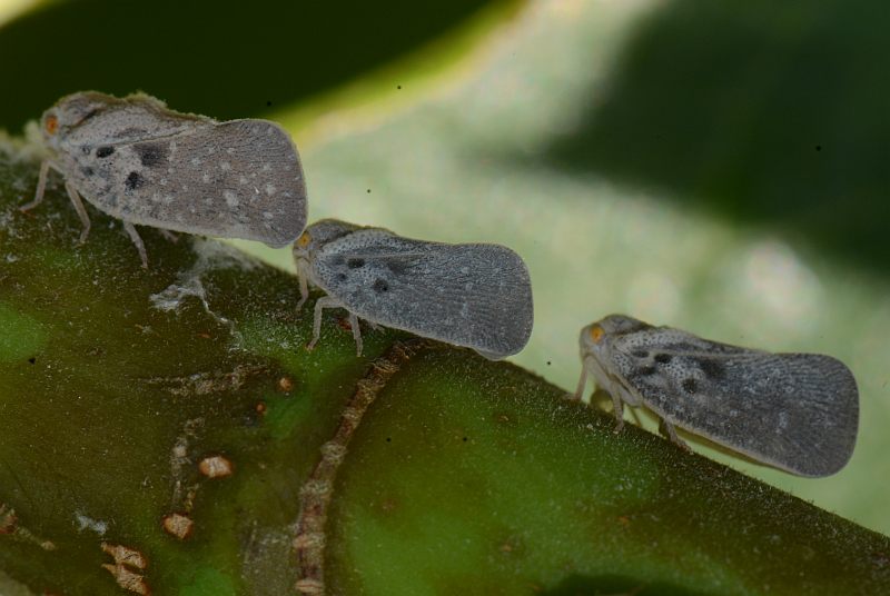 Metcalfa pruinosa Say ; la cicadelle pruineuse #38325