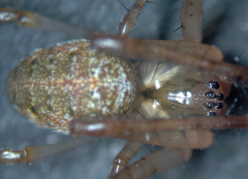 Metellina cf mengei (Blackwall) - Metidae #6809