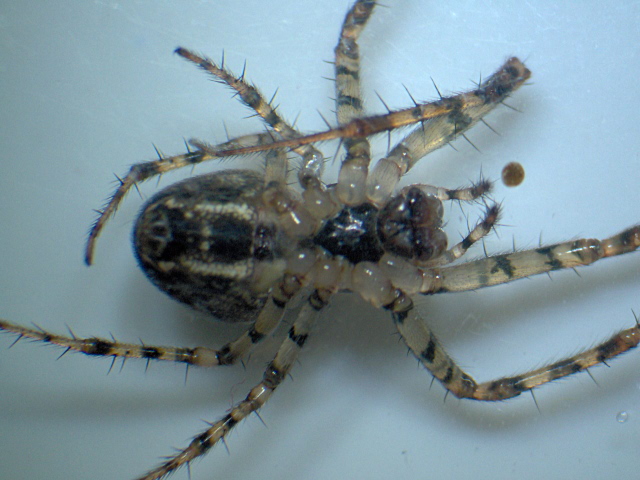 Metellina merianae (Scopoli) - Metidae #4145