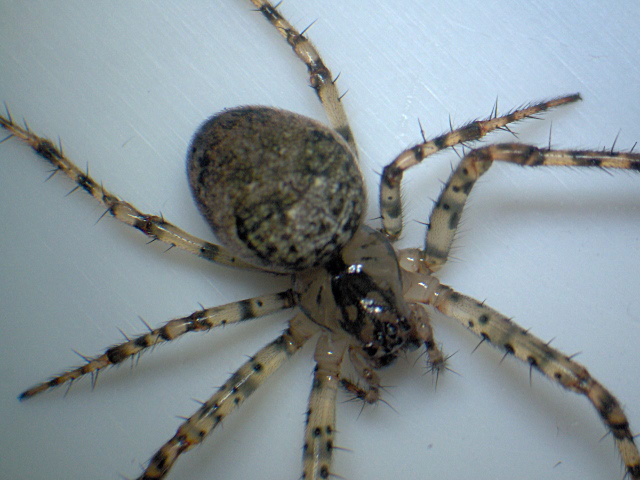 Metellina merianae (Scopoli) - Metidae #4144
