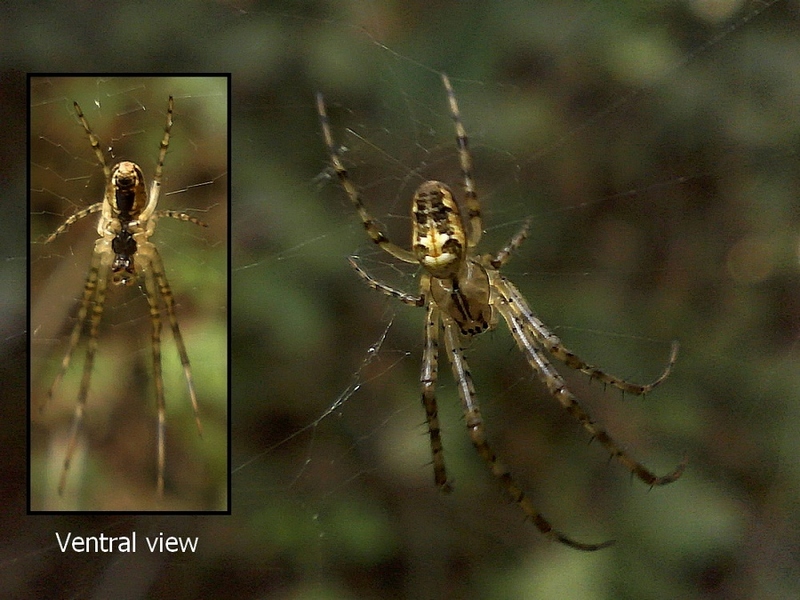 Metellina sp #28495