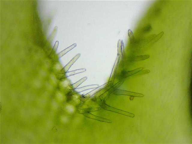 Metzgeria conjugata Lindb. #65837