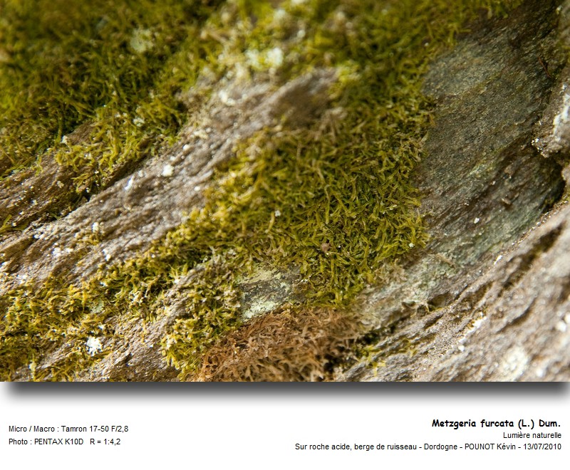 Metzgeria furcata (L.) Dum #17094