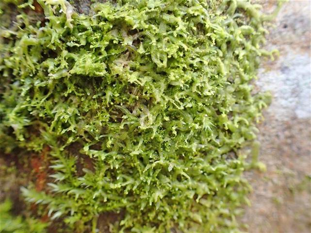 Metzgeria temperata Kuwah. #61700