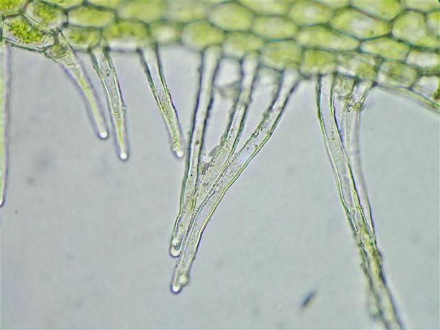 Metzgeria temperata Kuwah. #61703