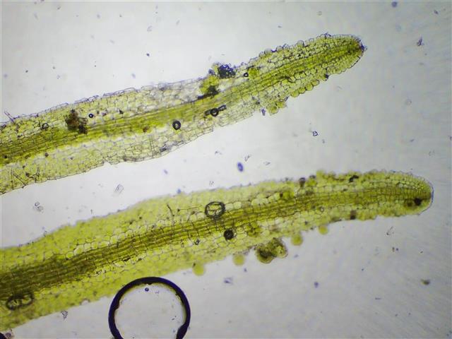 Metzgeria temperata Kuwah. #61701
